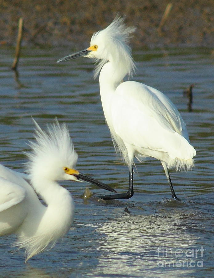 Nature Photograph - Snowy Egrets by Robert Frederick