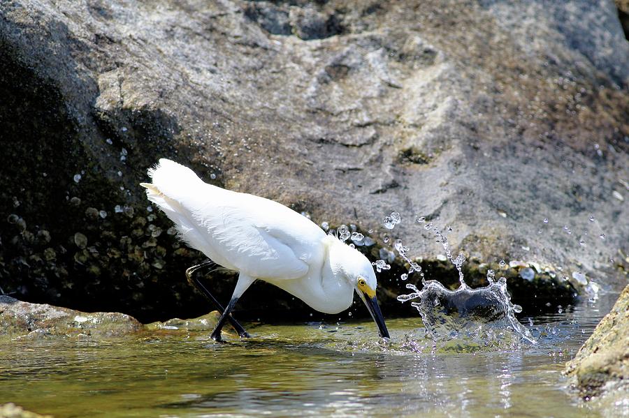 Snowy Egrets Splash Photograph by Carol Montoya