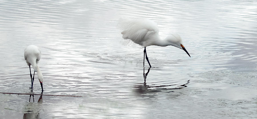Snowy Egrets Photograph by Tam Ryan