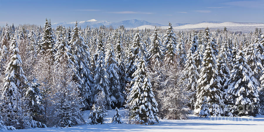 Snowy Evergreen Forest Photograph by Alan L Graham