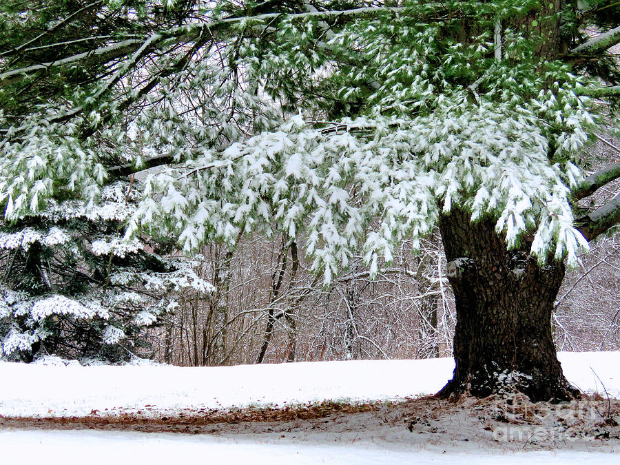 Snowy Evergreen  Photograph by Janice Drew