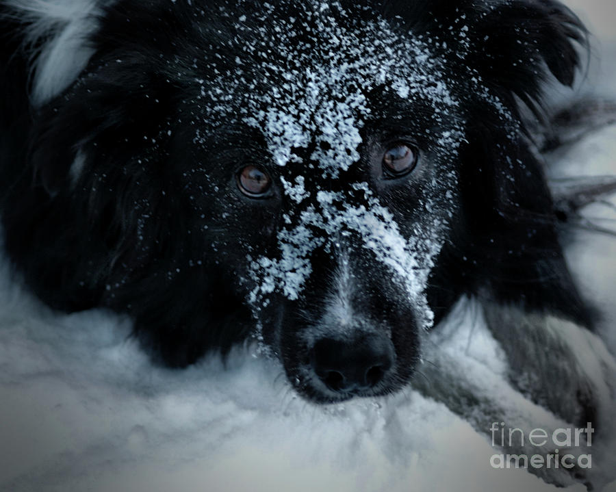 Snowy Faced Border Collie Photograph by Smilin Eyes Treasures