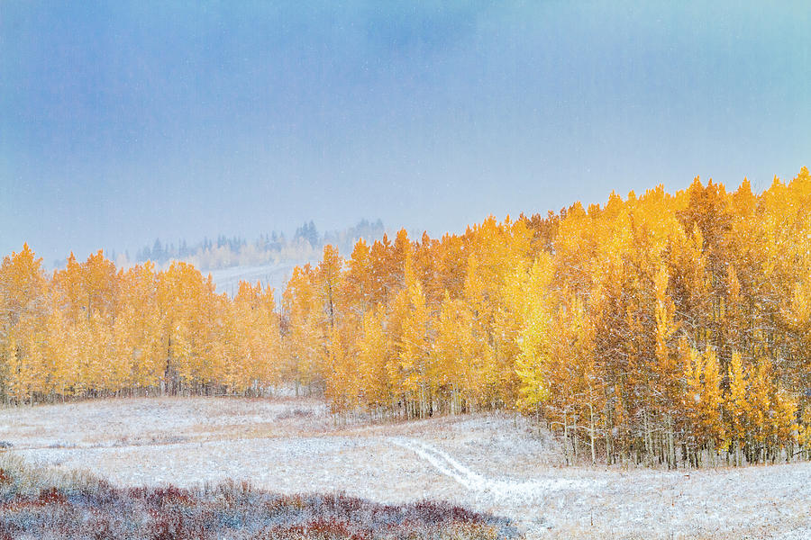 Snowy Fall Morning in Colorado Mountains Photograph by Teri Virbickis