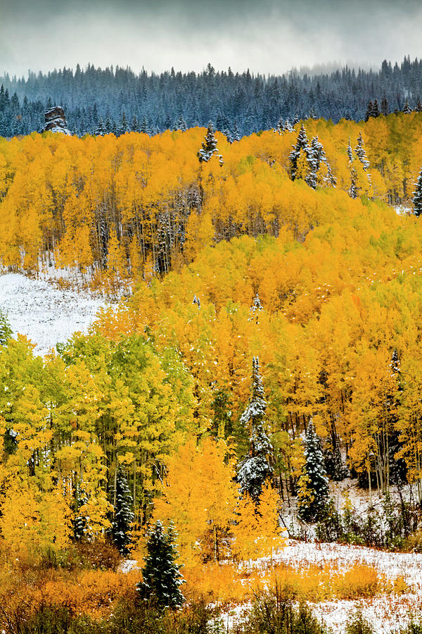 Snowy Fall Scene on Kebler Pass Photograph by Teri Virbickis