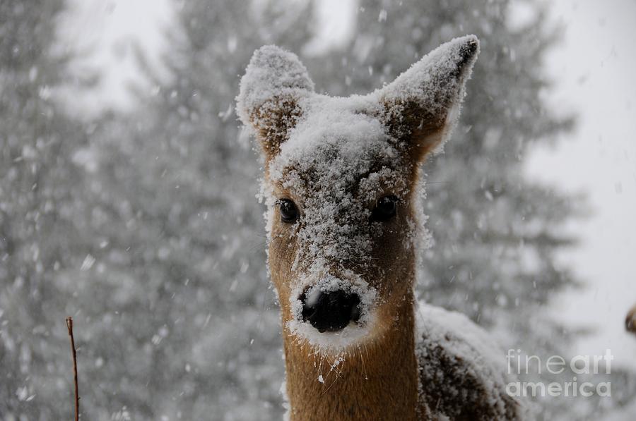 Snowy Fawn Photograph by Sandra Updyke