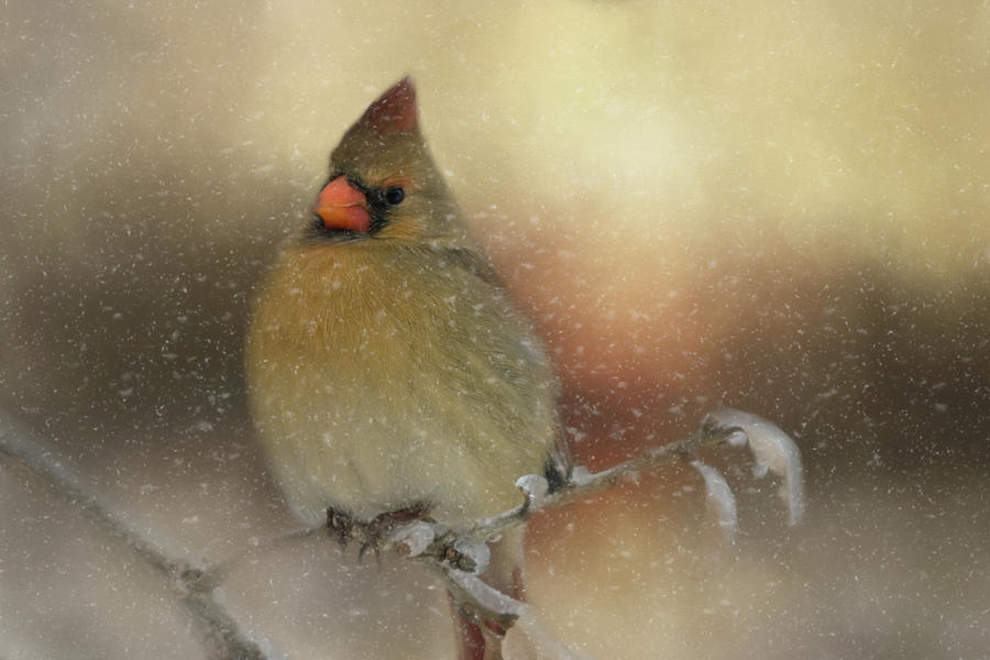 Snowy Female Cardinal Photograph