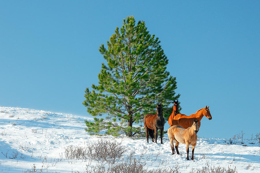 Snowy Fields Photograph by Todd Klassy