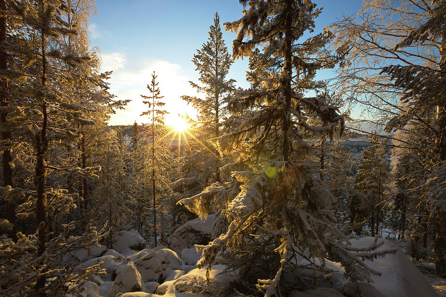 Snowy Fir Trees Are Illuminated By The Low Winter Sun Photograph