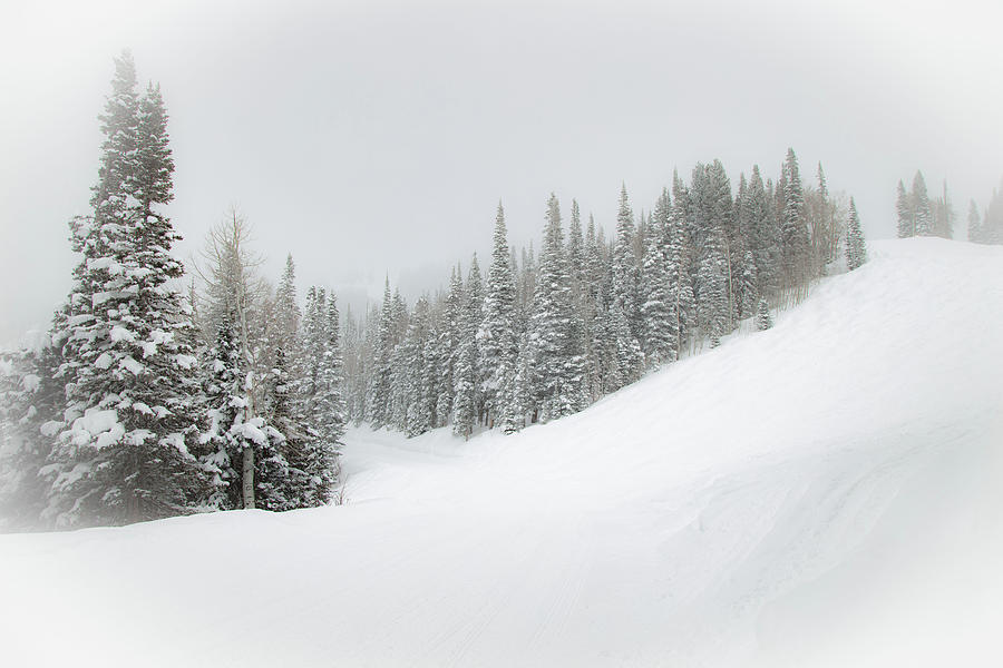 Snowy Firs Photograph by Sean Allen
