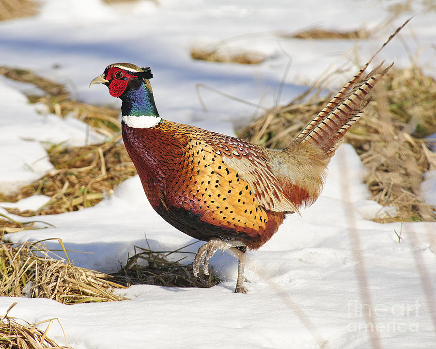 Snowy Foot Pheasant Photograph by Timothy Flanigan