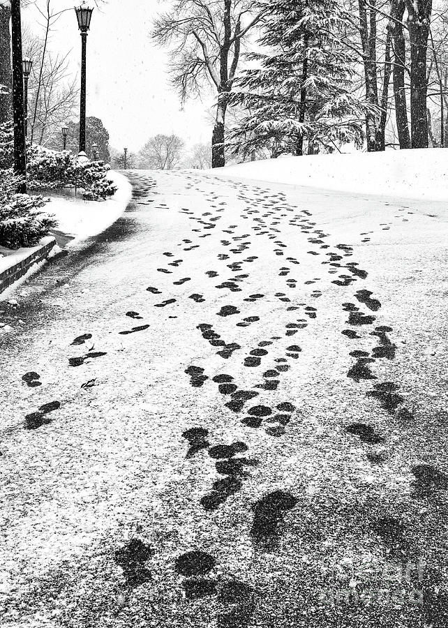 Snowy Footsteps Photograph by Alissa Beth Photography