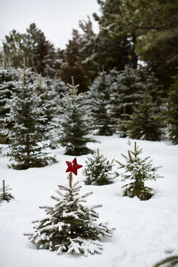 Branches Photograph - Snowy Forest And Small Tree In Front by Gillham Studios Branches Photograph - Snowy Forest And Small Tree In Front by Gillham Studios