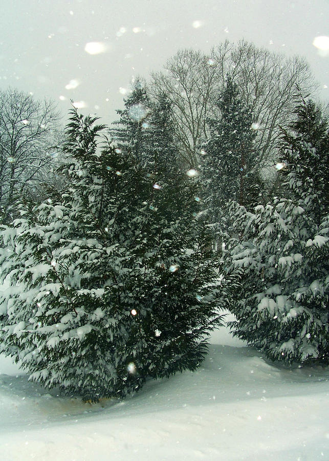 Winter Photograph - Snowy Forest by Gwenn Dunlap