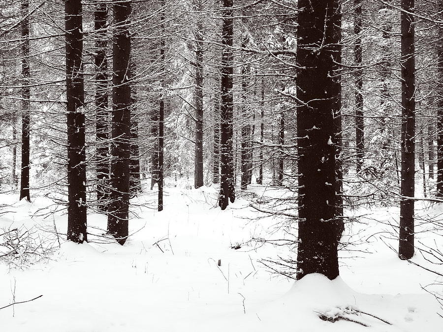 Snowy Forest in BW Photograph by Jouko Lehto