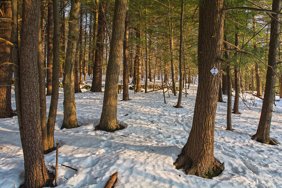 Snowy Forest In The Magic Hour Photograph by Angelo Marcialis