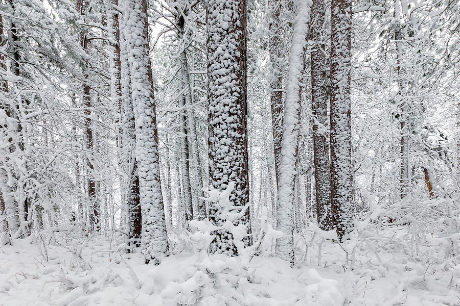 Snowy Forest Photograph by Jelieta Walinski