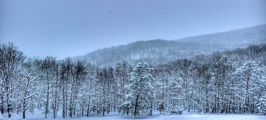 Snowy Forest Photograph by Jonny D
