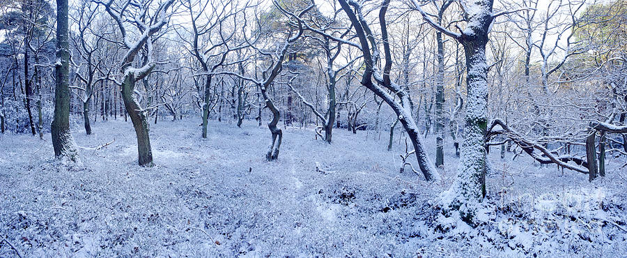 Snowy forest panorama Photograph by Warren Photographic