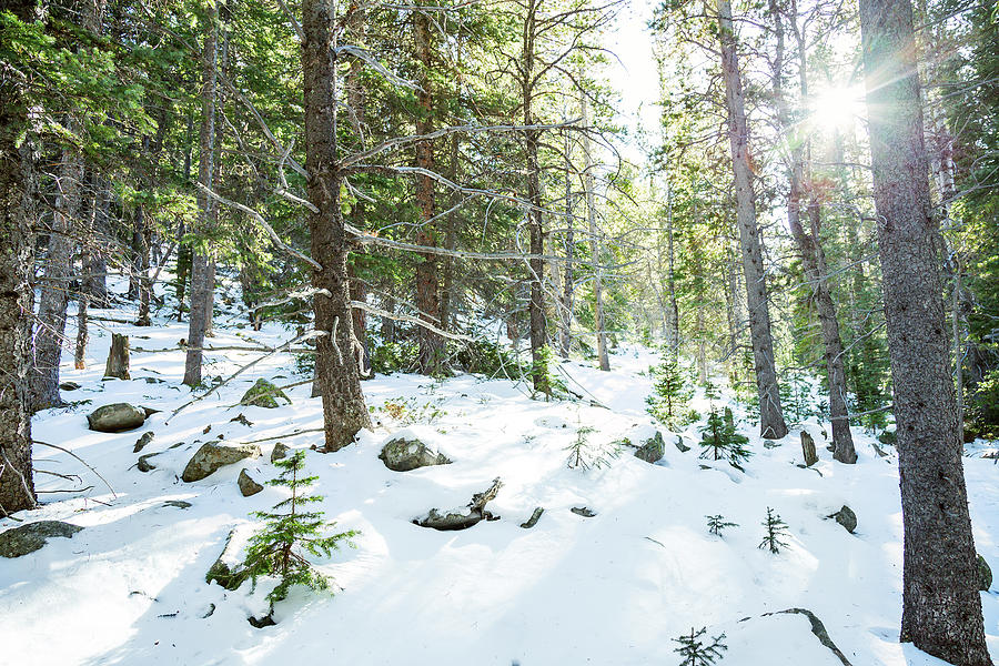 Snowy Forest Wilderness Playground Photograph by James BO Insogna