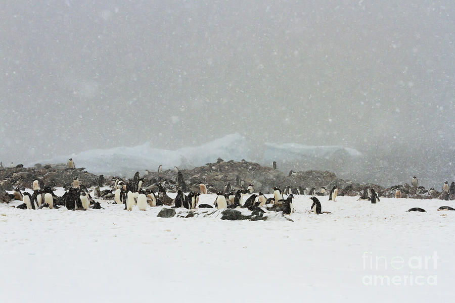 Snowy Gentoo Penguin Rookery Photograph by Karen Foley
