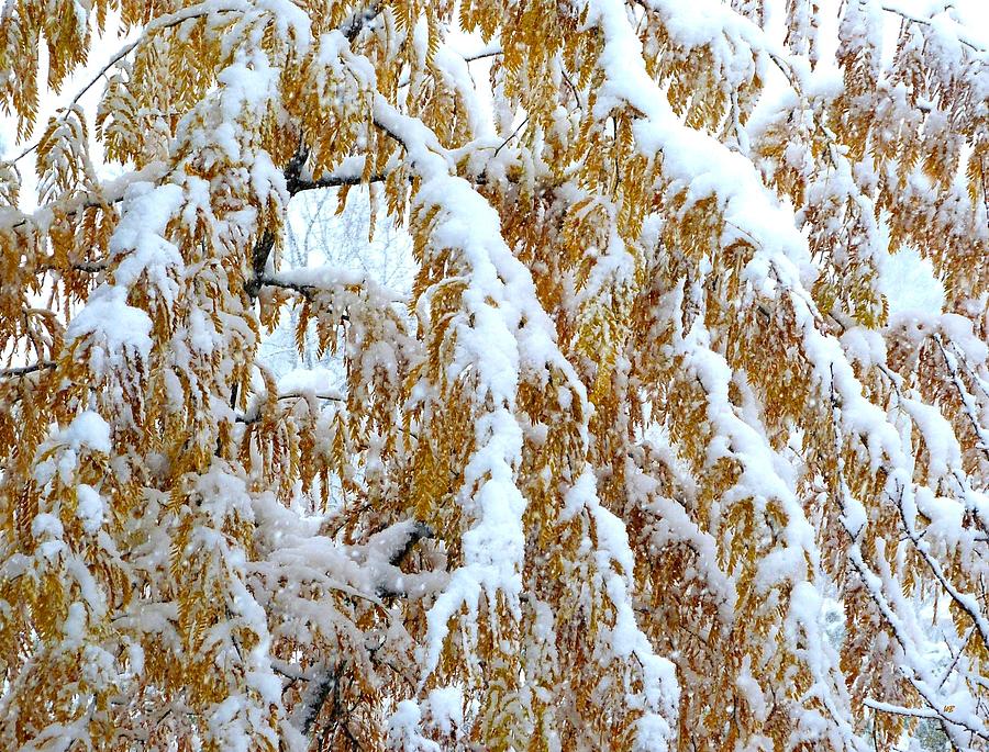 Snowy Golden Locust Photograph by Will Borden