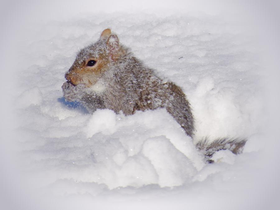 Snowy Gray Squirrel Photograph by MTBobbins Photography
