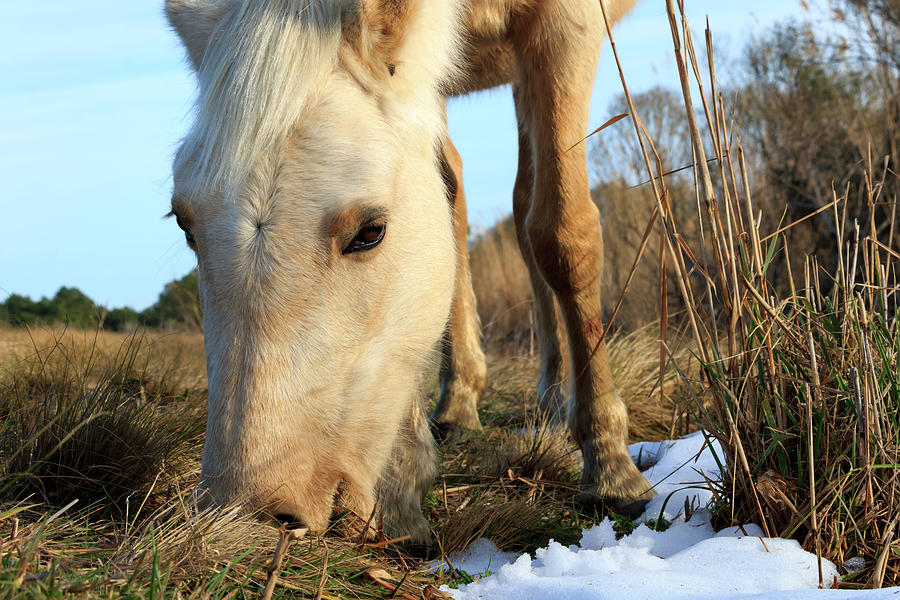 Snowy Grazing Photograph by Travis Rogers