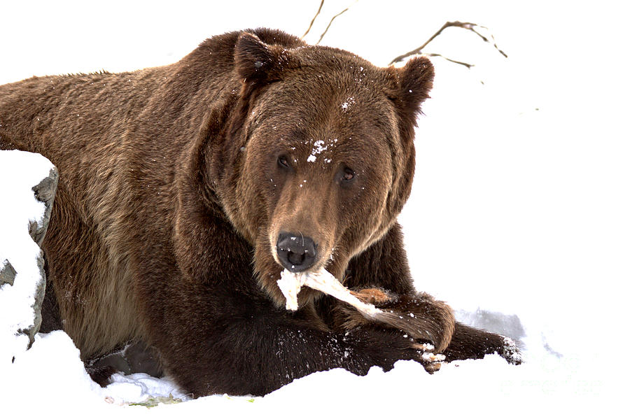 Snowy Grizzly Lunch Photograph by Adam Jewell