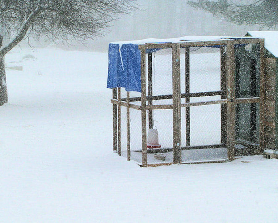 Winter Photograph - Snowy Hen House by Barbara Giordano