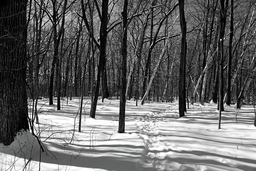 Snowy Hiking Trail 021218 BW Photograph by Mary Bedy