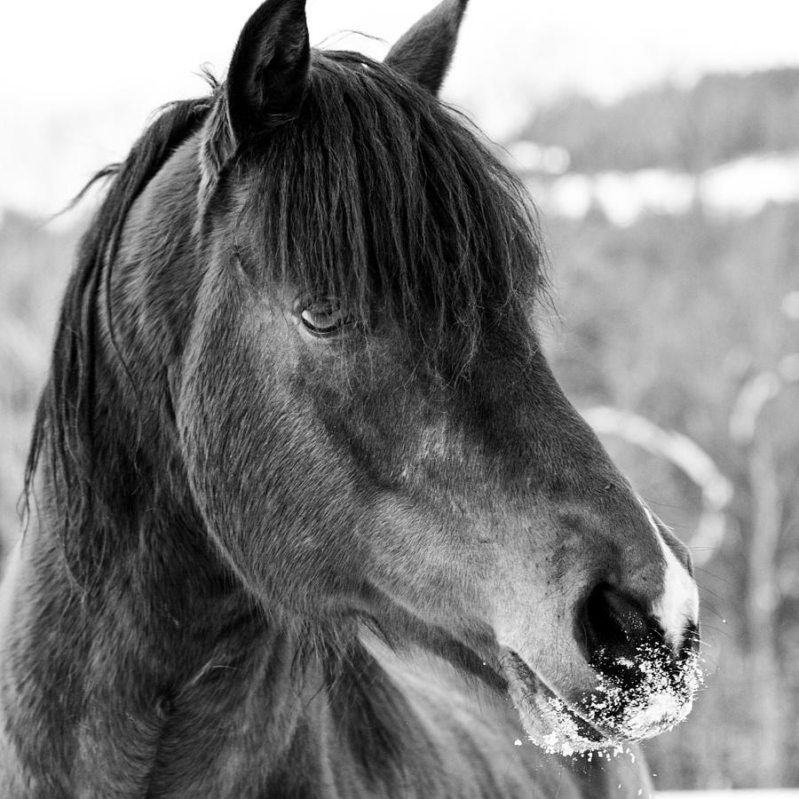 Snowy Horse Photograph