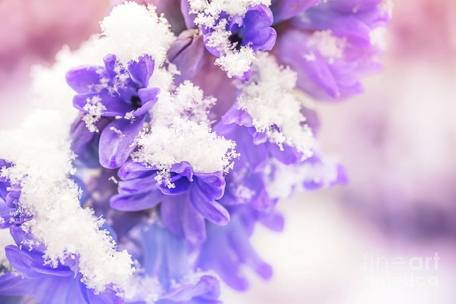 Snowy Hyacinth Photograph by Delphimages Photo Creations