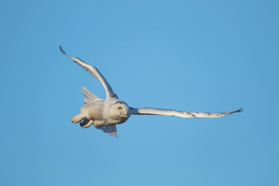 Snowy In Flight Photograph by Brook Burling