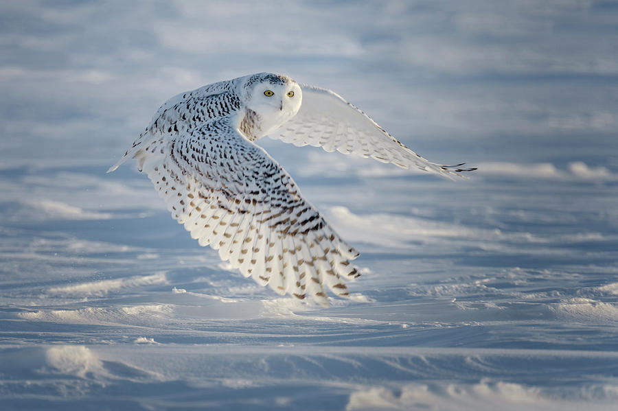 Winter Photograph - Snowy In Flight by Cheryl Schneider