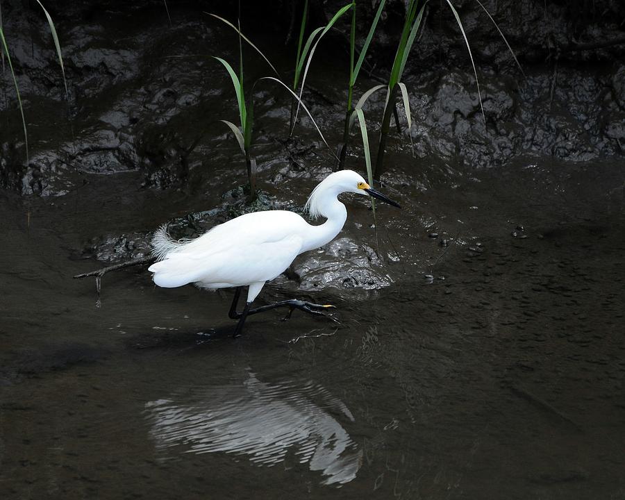 Egret Photograph - Snowy in the Mud by Al Powell Photography USA