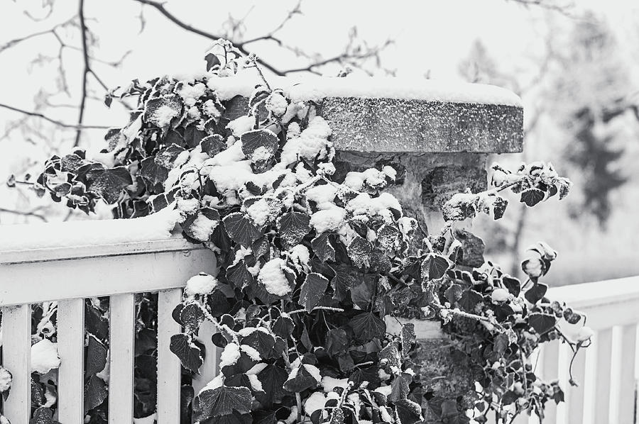 Snowy Ivy on Fence. Black and White Photograph by Jenny Rainbow
