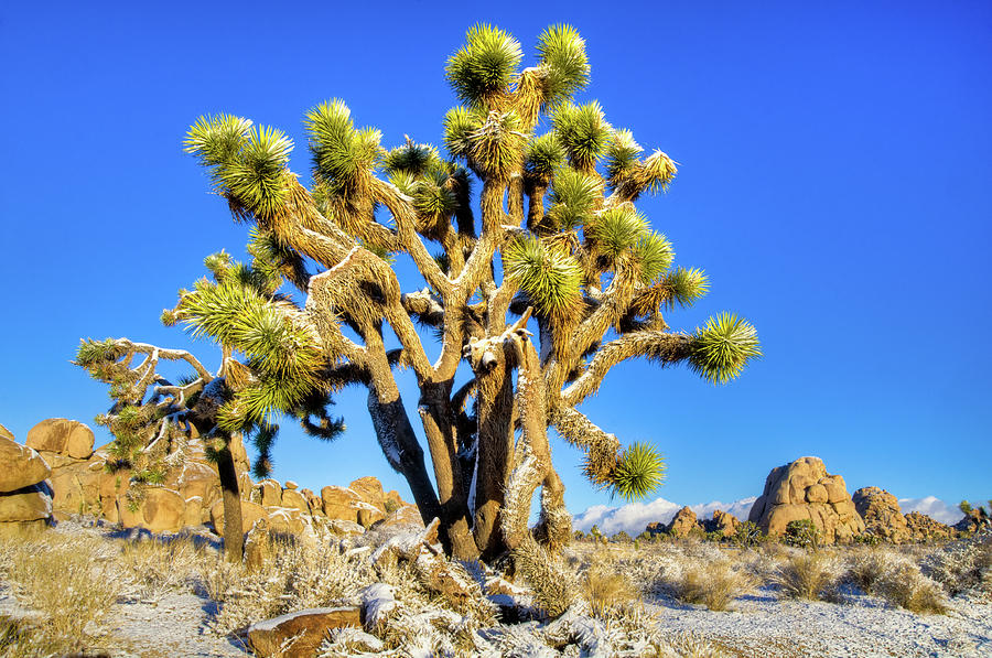 Snowy Joshua Tree Photograph by Connie Cooper-Edwards
