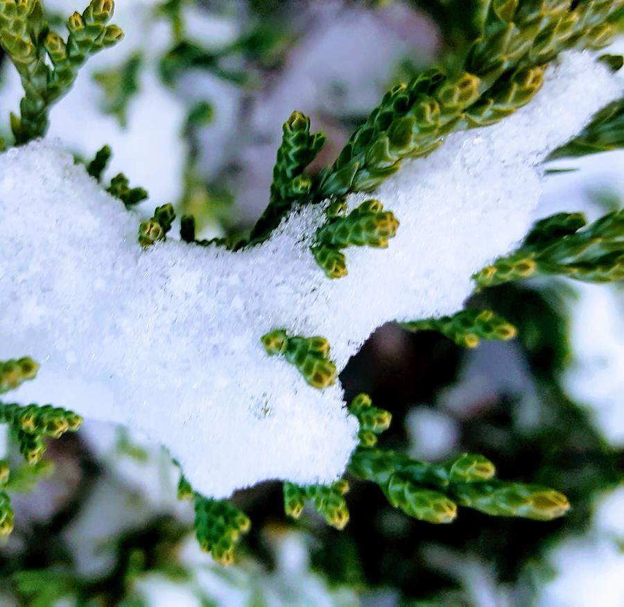 Snowy Juniper Photograph by Rachel Hannah