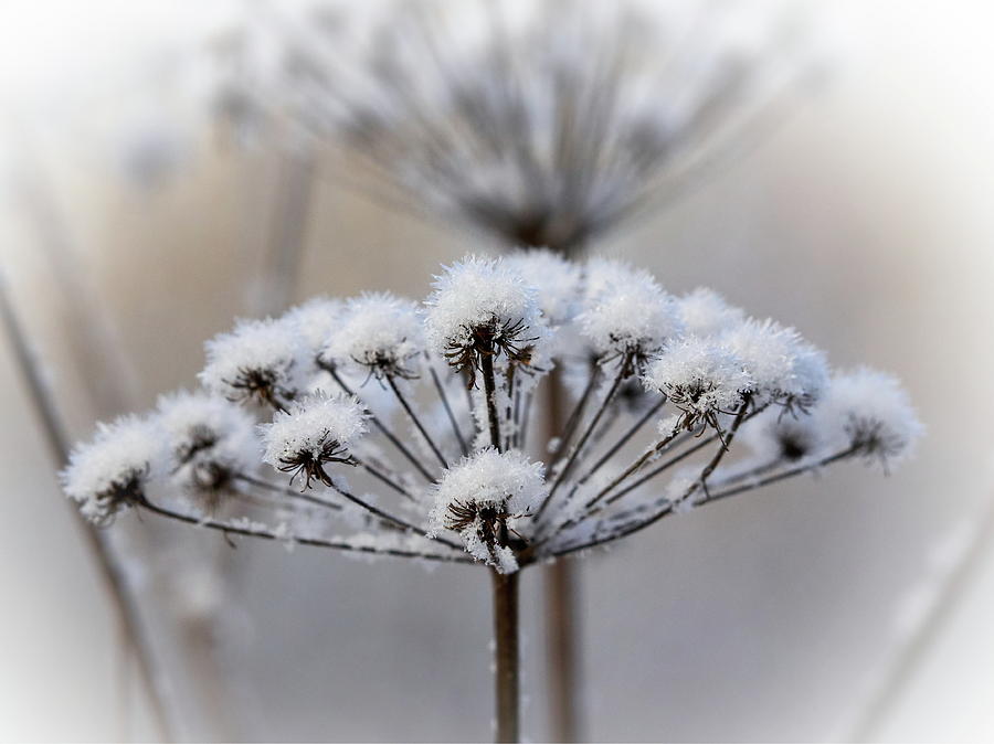 Snowy Keck Photograph by Jouko Lehto