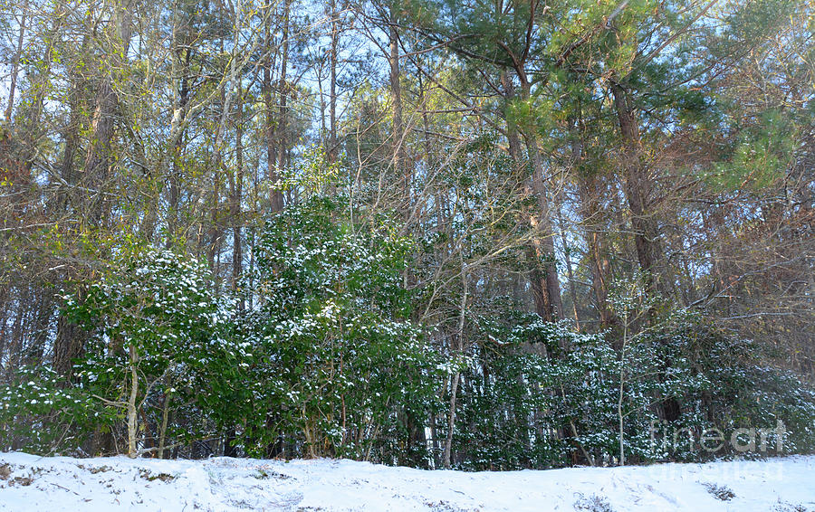 Snowy Landscape - Georgia Photograph by Adrian De Leon Art and Photography