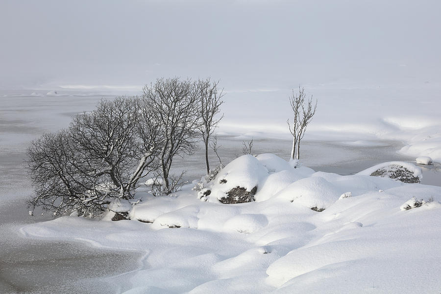 Snowy Landscape Photograph