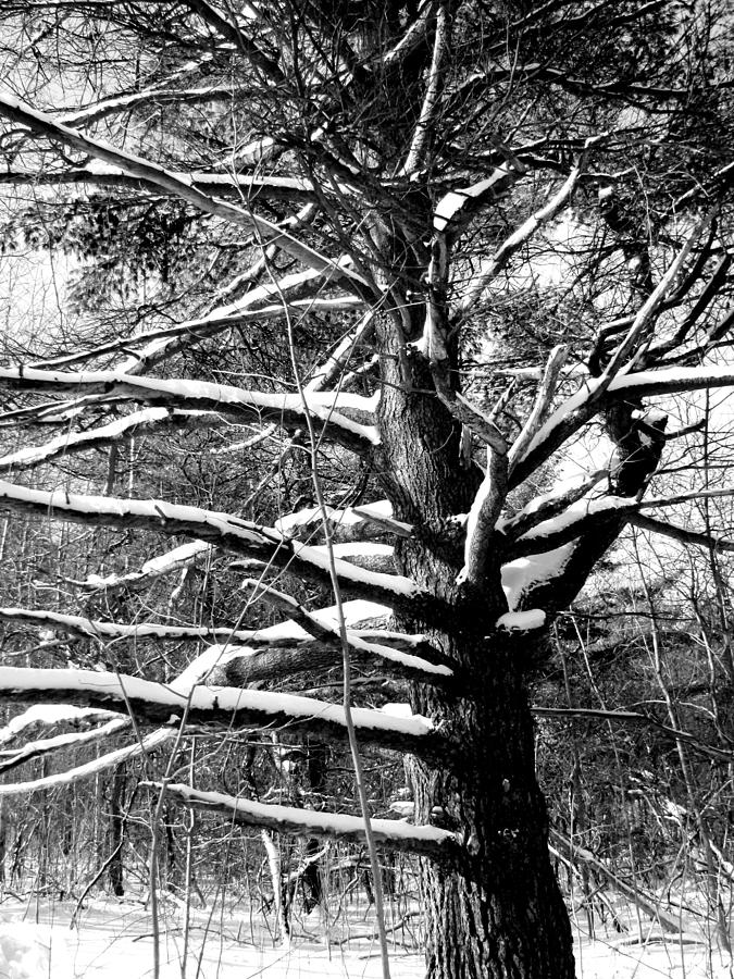Snowy limbs Photograph by Douglas Pike