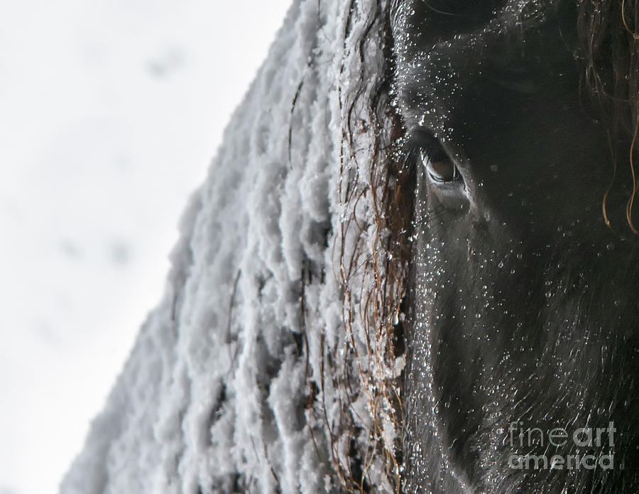 Snowy Mane Photograph by Lori Ann  Thwing