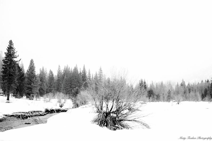 Snowy Meadow Photograph by Misty Tienken