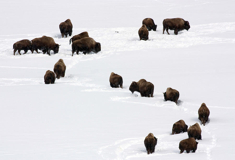 Yellowstone National Park Photograph - Snowy Migration by Mary Haber