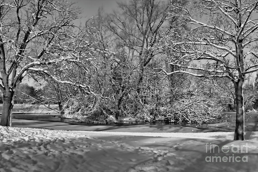 Tree Photograph - Snowy mono island by Stephen Melia