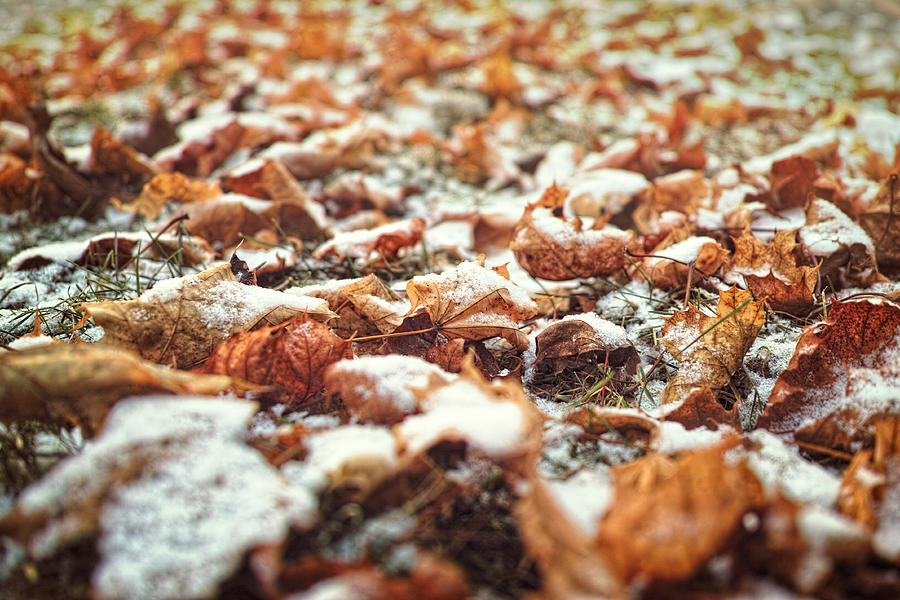 Snowy Morning Leaves Photograph by Lars Lentz