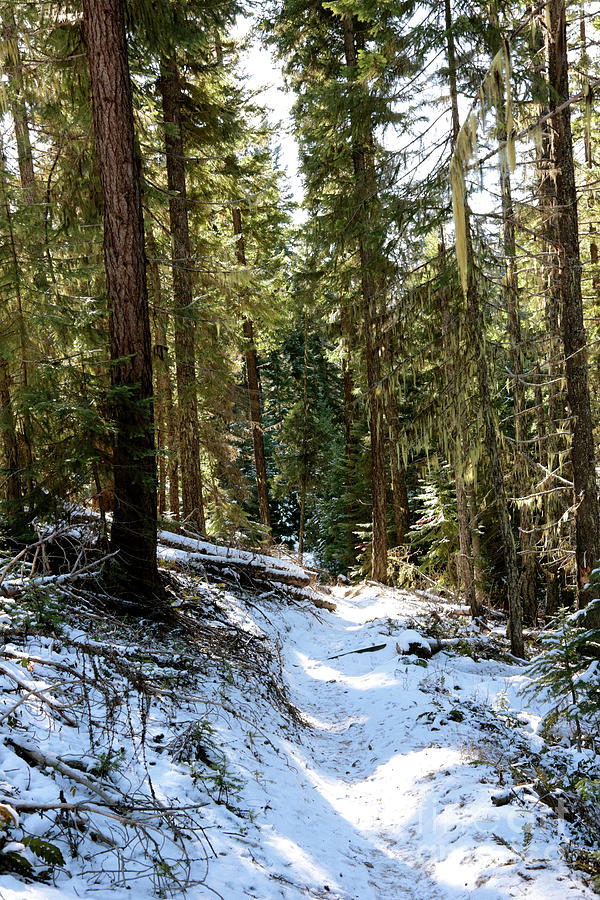 Snowy Mountain Path Photograph by Carol Groenen