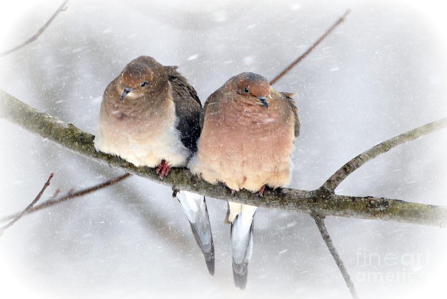 Snowy Mourning Dove Pair Photograph by Lila Fisher-Wenzel