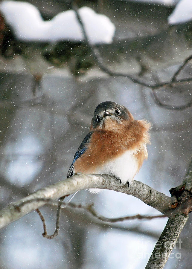 Snowy Northern Bluebird Photograph by Lila Fisher-Wenzel